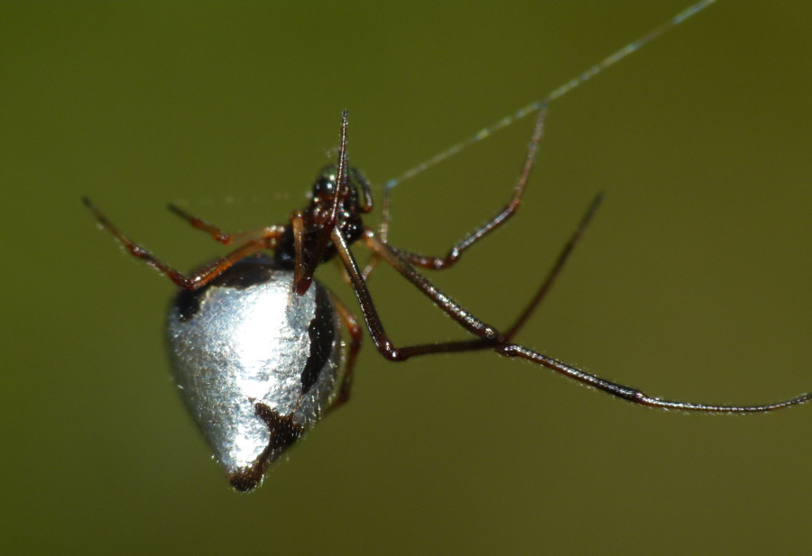 Argyrodes: colori e dimensioni